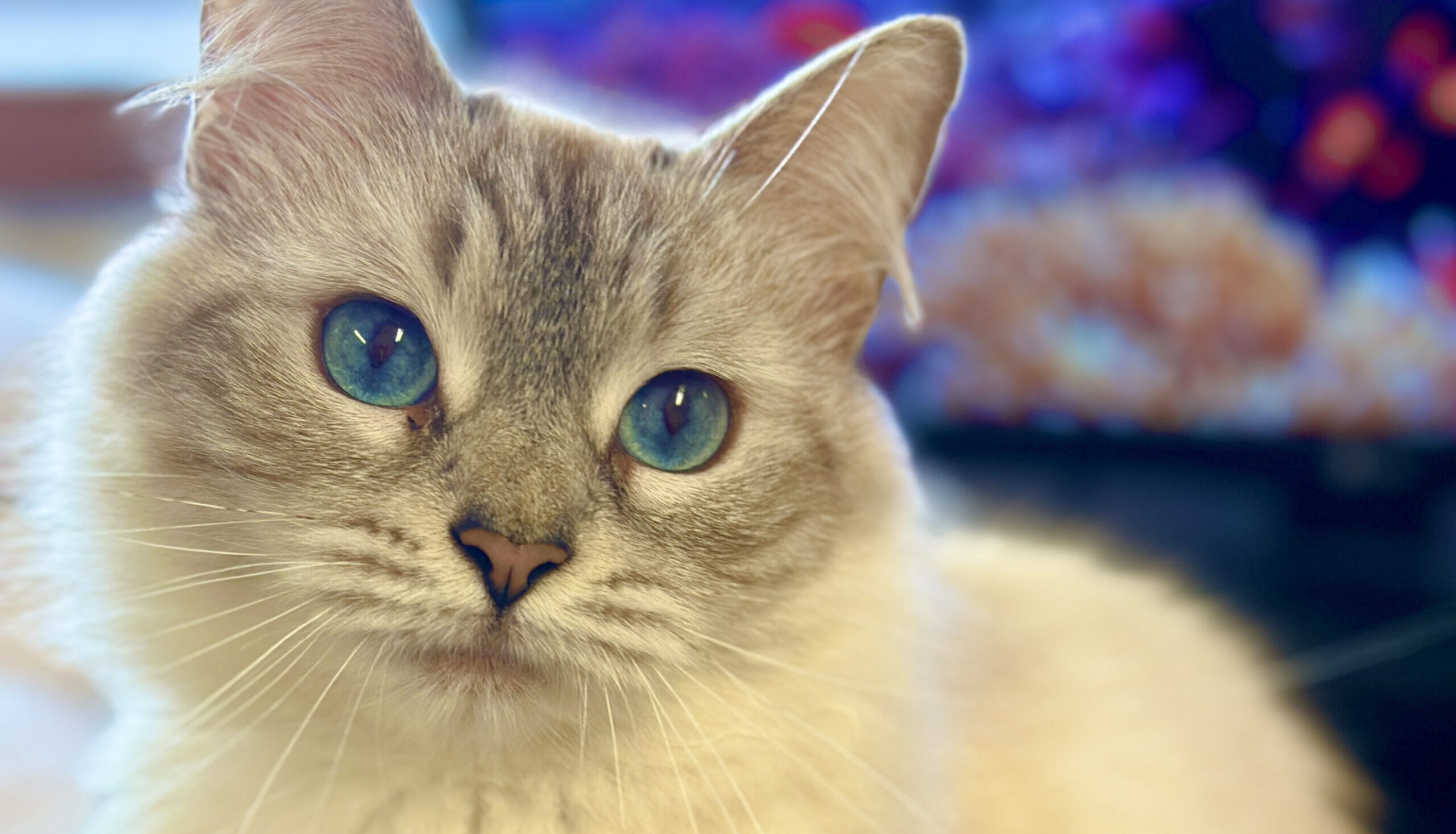 kitty with blue eyes